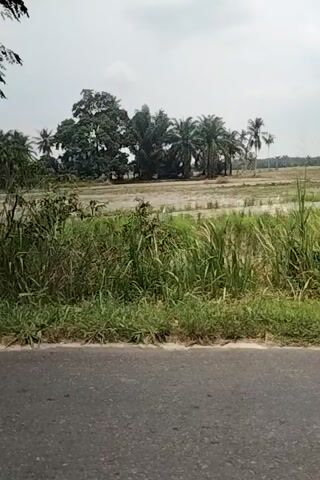 The video shows a roadside view with vegetation and a field in the background. A paved road is visible on the right side of the frame, with grass and trees lining its edge. The scene appears to be outdoors in a rural area. The camera angle is tilted, making it difficult to determine the exact orientation of the scene. The lighting suggests it might be daytime, possibly overcast or early morning/late afternoon. No people or specific objects are clearly discernible in the frame.