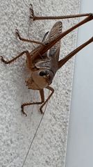 Cats, a DIY fridge fan, and a grasshopper in Bar, Montenegro