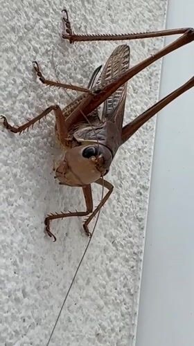 Cats, a DIY fridge fan, and a grasshopper in Bar, Montenegro