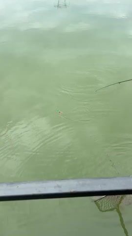 A person stands on a metal platform, observing a fishing bobber floating in a greenish body of water. A fishing net leans against the platform’s railing. The person is wearing a white jacket with green and red accents on the shoulders and back, gray shorts, and gray Crocs. “TAJIKISTAN” is written in blue on the back of the jacket. The water’s surface shows ripples emanating from the bobber. In the background, vegetation lines the shore, and distant structures are visible.