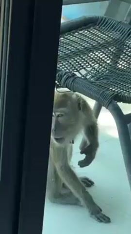A monkey crouches behind a grey wicker chair on a tiled floor, facing the viewer, seen through a dark doorframe. The monkey is light brown, with a light-colored face and belly, and long, thin arms. It moves slightly, looking directly at the viewer.