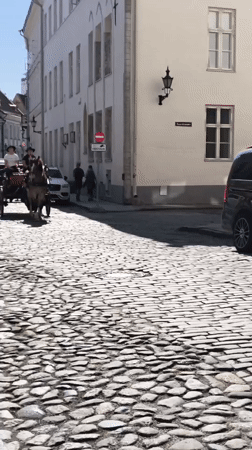 Tallinn Old Town streets, carriages, and butterflies on marigolds