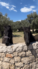 Two black horses spotted behind wall in Montenegro village