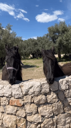 Two black horses spotted behind wall in Montenegro village