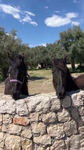 Two black horses spotted behind wall in Montenegro village