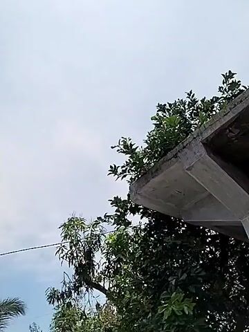 The video opens with a shot looking up at a cloudy sky. A concrete structure with trees growing on top of it is visible in the lower right corner. The camera then pans across the sky, showing the sun as a bright, white orb surrounded by a hazy glow. A few small clouds are scattered across the sky. The camera continues to pan, and the concrete structure is visible again in the foreground, with trees in front of it. The video then shows a wider view of the area, with trees and buildings visible in the background. The sky is still cloudy, but the sun is visible through the clouds. The video ends with a shot looking up at the sky, with the concrete structure and trees in the foreground.