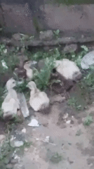Free-ranging poultry fill a yard in Serti, Nigeria