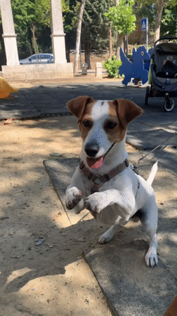 Jack Russell and oysters: a slow morning in San Quirico d'Orcia