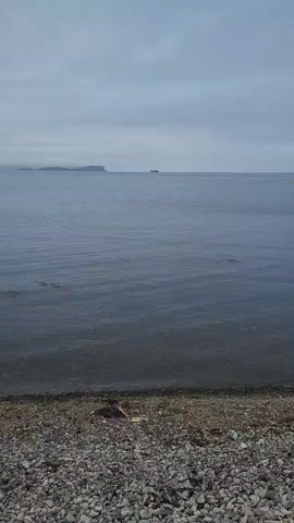 The video shows a view of a body of water. In the foreground, there is a pebbled shoreline with some debris. The water is calm with gentle ripples. In the distance, on the horizon, a ship is visible. The sky is overcast with clouds. The lighting suggests it is daytime. The camera appears to be stationary.
