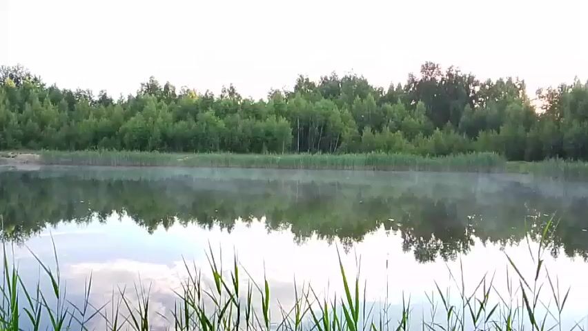 A wide shot shows a tranquil lake surrounded by trees. Reeds grow along the water's edge, and a light mist hovers over the surface of the water. The trees form a dense, green wall across the far bank, with the sky above appearing clear and pale. The reflection of the trees and sky is visible on the calm surface of the lake. The camera pans slightly from left to right, capturing the peaceful natural scenery. There are no people or animals visible in the frame. The overall atmosphere is serene and natural, suggesting an early morning or late evening setting.
