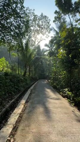 This is a first-person perspective video of a paved path winding through a lush, green, tropical environment. The path is made of concrete with visible parallel lines for texture. On the left side of the path, there is a concrete drainage ditch and dense green foliage including ferns. On the right side, the path is bordered by more dense green vegetation and trees, including palm trees. Sunlight streams through the leaves of the trees, creating dappled light and shadows on the path. The overall scene suggests a natural, outdoor setting, possibly a park or a rural road, bathed in morning or late afternoon light. There are no people or animals visible in the video.