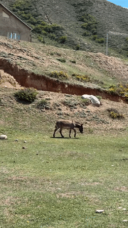 Rural morning scenes captured in Kyrgyzstan's Jeti-Ögüz mountains