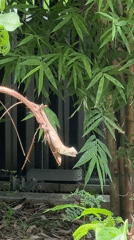 Lizard spotted on branch in Chalong bamboo garden