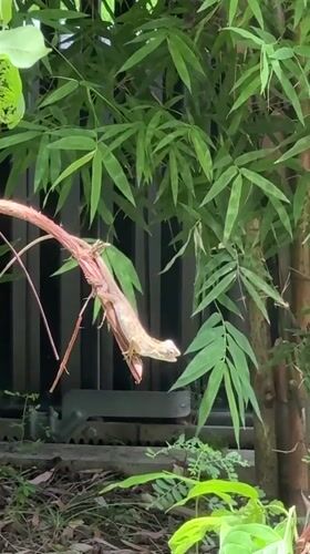 Lizard spotted on branch in Chalong bamboo garden