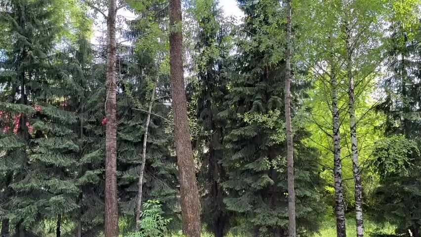 This is a static, wide shot of a forest with a variety of trees. In the foreground, there are several tall trees, including some with rough bark and others with smoother, lighter bark. Some of the trees have dense green foliage, while others have more sparse, bright green leaves. In the background, more trees are visible, creating a dense forest scene. The sky is partially visible through the canopy, with some patches of blue sky and clouds. The lighting suggests it is daytime. There are no people or animals visible in the video.