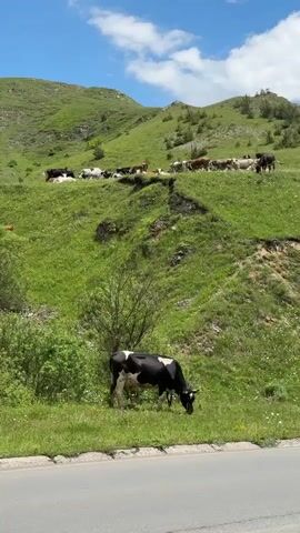 The video shows a pastoral scene with a herd of cows grazing on a lush green hillside under a blue sky with scattered white clouds. A single black and white cow is prominently featured in the foreground, actively grazing by the side of a paved road. In the background, the hillside slopes upwards, dotted with more cows, some lying down and others standing. The terrain is uneven, with patches of bare earth and rocky outcrops visible amongst the vibrant green grass and small white wildflowers. A few trees and bushes are scattered across the landscape, adding to the natural beauty of the scene. The overall impression is one of peaceful coexistence between livestock and their natural environment.