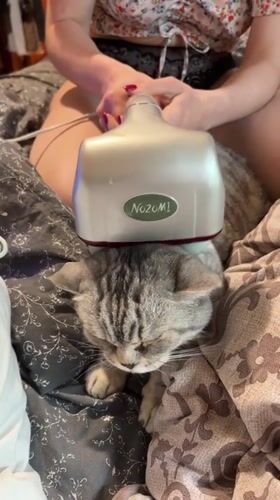 Tabby cat gets a Nozomi massage on floral bedding
