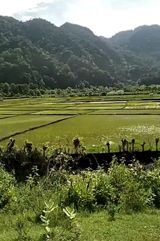 The video shows a landscape with rice paddies in the foreground and forested mountains in the background. The rice paddies are green and divided into sections. There is some vegetation in the immediate foreground. The mountains are covered in dense forest. The sky is overcast with some clouds.