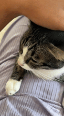 Cat rests peacefully on lap in Kuta Selatan