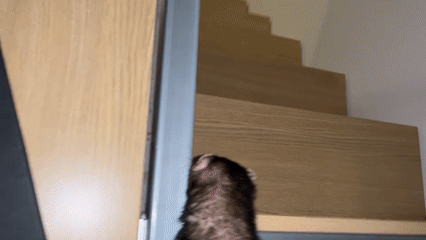 Morning moments: ferret at desk, woman removing makeup