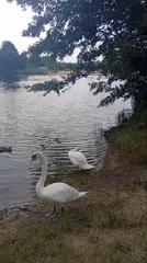 Wrocław lake busy with swimmers, swans, and lifeguard boats