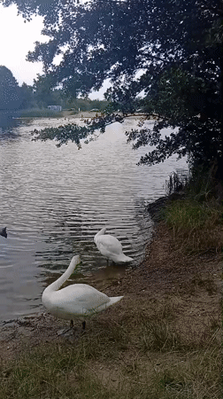 Wrocław lake busy with swimmers, swans, and lifeguard boats