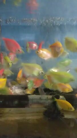 The video shows an aquarium filled with small, colorful fish, predominantly yellow, green, and pink. Air bubbles rise through the water towards the top of the tank. The bottom of the tank is lined with dark substrate. The fish are actively swimming around in a group.