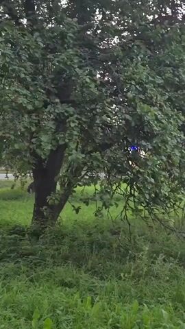 The video shows an ambulance with flashing blue lights driving on a paved road. The ambulance is yellow with red and white markings. It appears to be moving from left to right in the frame. The surrounding environment is grassy and there are trees on either side of the road. In the background, there are buildings that appear to be houses. The lighting suggests it is either dawn or dusk. There are no visible people in the frame.