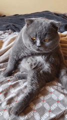 Gray Scottish Fold cat lounging and grooming on a wood floor