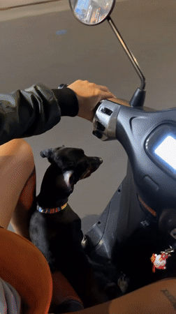 Nighttime scooter ride through Nha Trang with a dog onboard