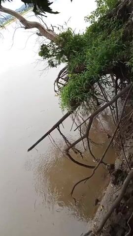 A muddy riverbank with exposed tree roots and branches extends into the water. The water is murky and appears to have some ripples. Overhanging trees and vegetation create shade on the bank. The scene is filmed from a high angle looking down towards the water.