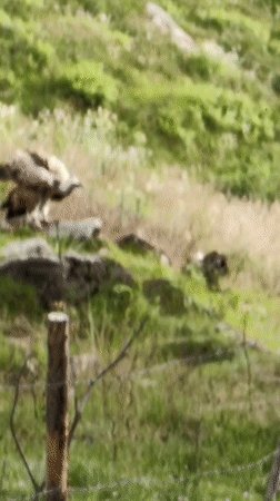 Vultures feed and gather on a hillside in Prini, Himachal Pradesh
