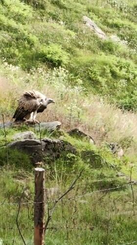 Vultures feed and gather on a hillside in Prini, Himachal Pradesh
