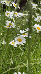 Spring blooms and urban amenities captured in Kommunarka