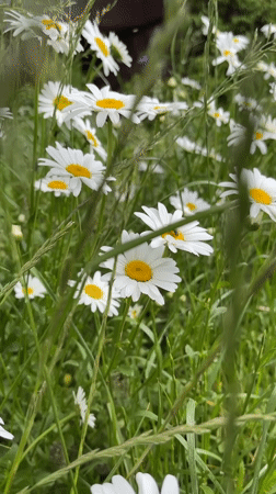 Spring blooms and urban amenities captured in Kommunarka