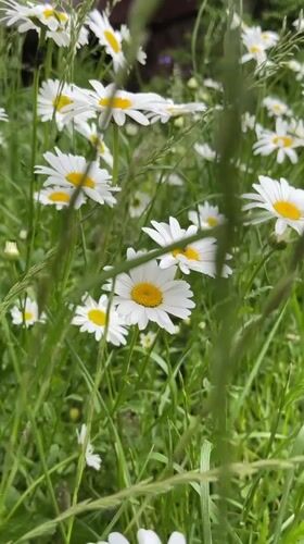 Spring blooms and urban amenities captured in Kommunarka
