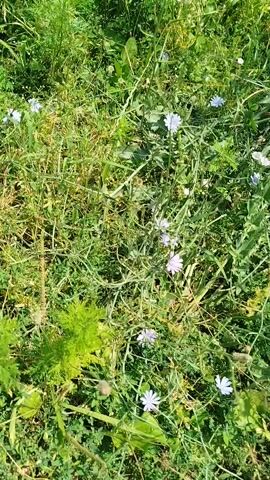 A close-up video shows a patch of wildflowers in a grassy area. The flowers are small and light purple or blue with white centers. The camera is moving slightly, giving a sense of depth and gentle movement in the plants. The scene is bright and appears to be outdoors in daylight.