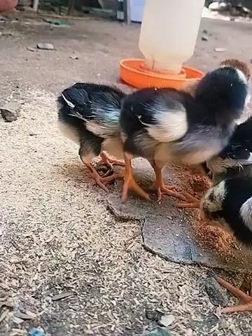 The video shows a group of young chicks pecking at feed on the ground. There are at least six chicks visible, most of them black and white, with one brown chick in the background. A water dispenser with an orange base is also visible behind the chicks. The ground appears to be dirt with scattered feed or straw. The scene is outdoors, with a blurry background that suggests some foliage or structures. The chicks are actively eating, with their heads down.