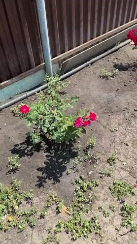A close-up view of a rose bush with several pink and red flowers and buds. The bush is planted in dry, cracked soil next to a corrugated metal fence. A gray downspout is attached to the fence. Sunlight casts shadows on the ground.