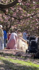 Quinceañera photoshoot beneath cherry blossoms in New York City