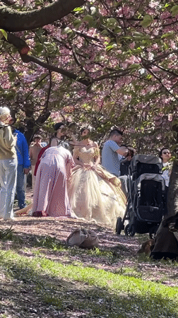 Quinceañera photoshoot beneath cherry blossoms in New York City