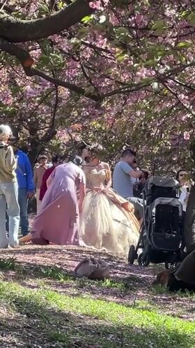 Quinceañera photoshoot beneath cherry blossoms in New York City
