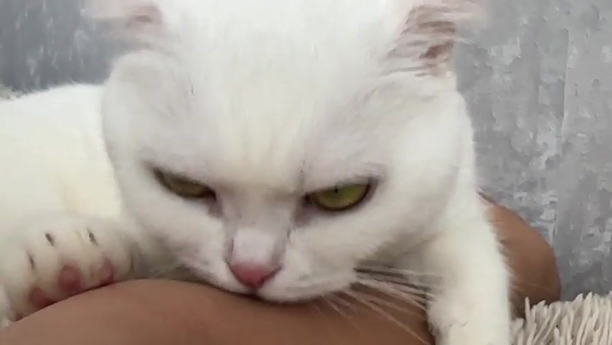 Lazy afternoon with a white Scottish Fold cat in Uman