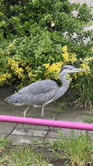 Gray heron spotted walking Amsterdam sidewalk Sunday morning