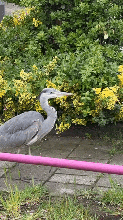 Gray heron spotted walking Amsterdam sidewalk Sunday morning