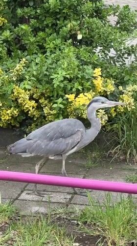 Gray heron spotted walking Amsterdam sidewalk Sunday morning