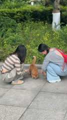 Daily life scenes captured across Jiangjin, China neighborhoods