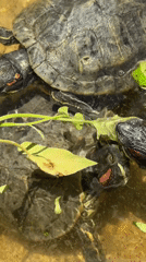 Turtles hand-fed leafy plants in shallow Denpasar pond