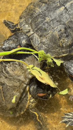 Turtles hand-fed leafy plants in shallow Denpasar pond