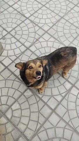Here is a detailed description of the video:

The video shows a brown and black dog standing on a patterned tile surface. A hand with white-tipped nails reaches out towards the dog. The dog looks up at the hand. The hand holds the dog's paws.